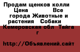 Продам щенков колли › Цена ­ 15 000 - Все города Животные и растения » Собаки   . Кемеровская обл.,Тайга г.